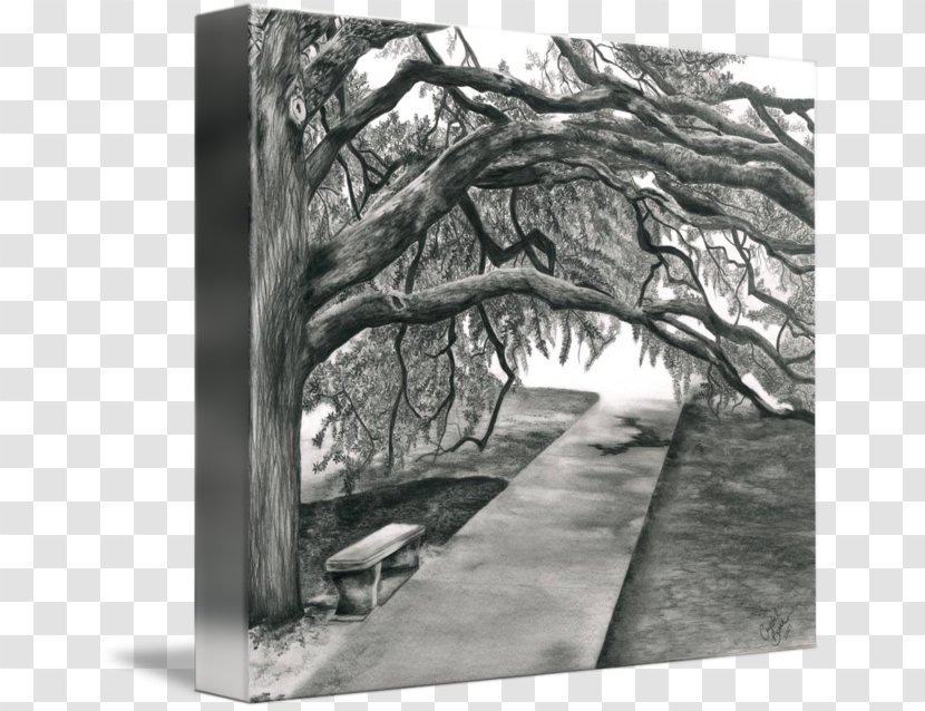 Century Tree Picture Frames Canvas Gallery Wrap Imagekind - Wood - Campus Of Texas Am University Transparent PNG