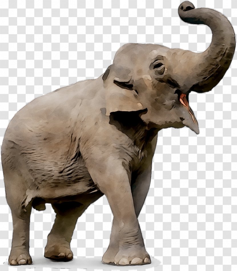 Elephant Stock Photography Image Drawing Ringling Bros. And Barnum & Bailey Circus - Elephas Transparent PNG