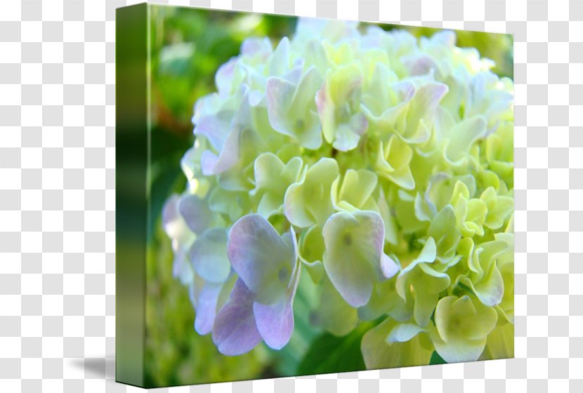 Printmaking Floral Design Hydrangea Canvas Print Printing - Plant Transparent PNG