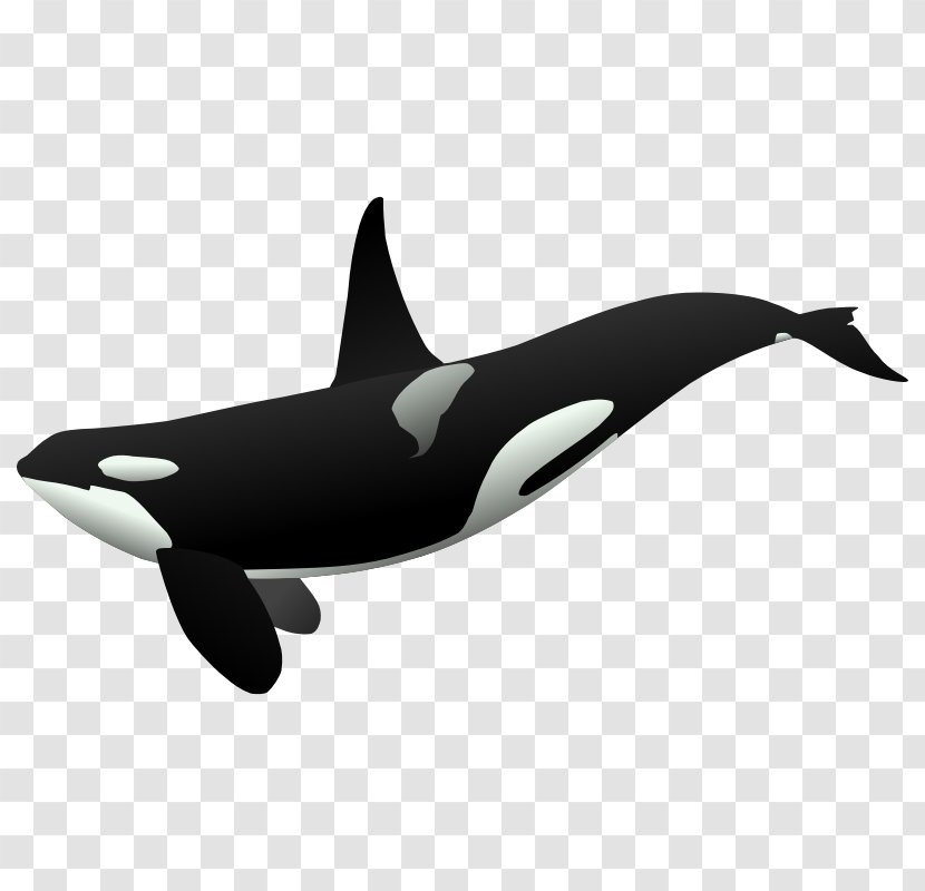 Killer Whale Cetaceans Clip Art - Drawing Transparent PNG