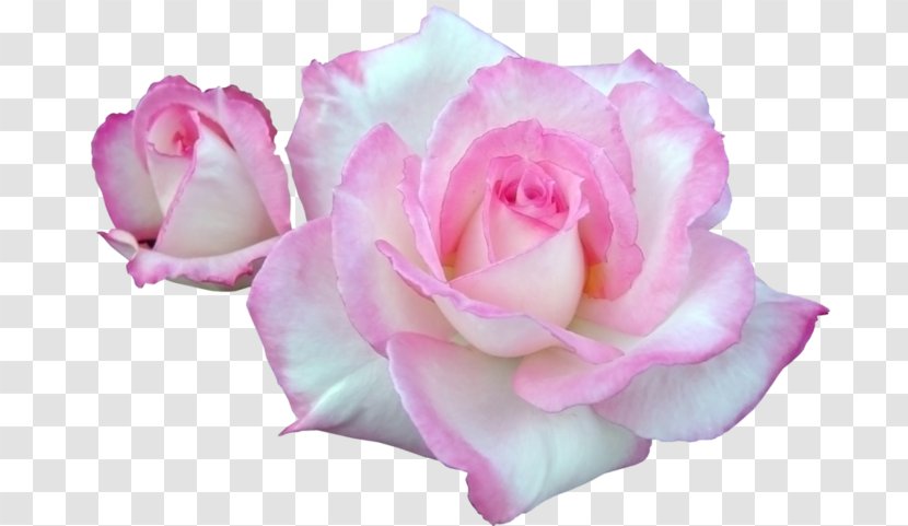 Garden Roses Centifolia Pink Floribunda Flower - White - Rose Order Transparent PNG