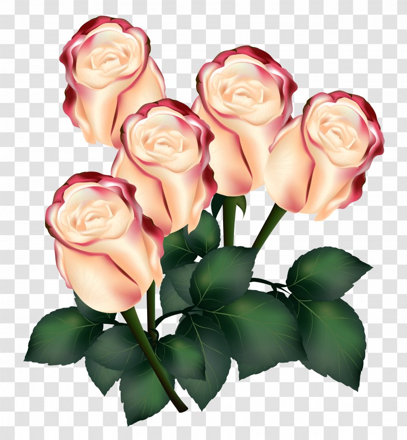 Garden Roses Centifolia Flower - Clipart Image Transparent PNG