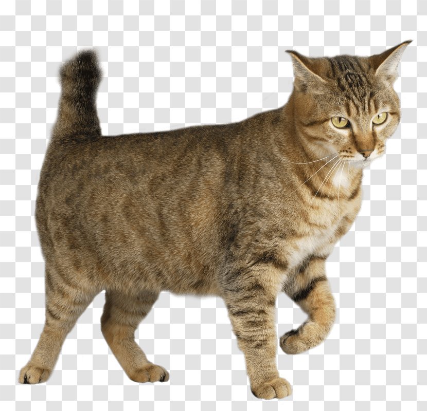 Pixie-bob Ocicat Manx Cat Maine Coon Turkish Angora - Dog - Kitten Transparent PNG