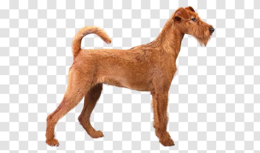 Dog Breed Lakeland Terrier Coat Yorkshire - Like Mammal - Irish Transparent PNG