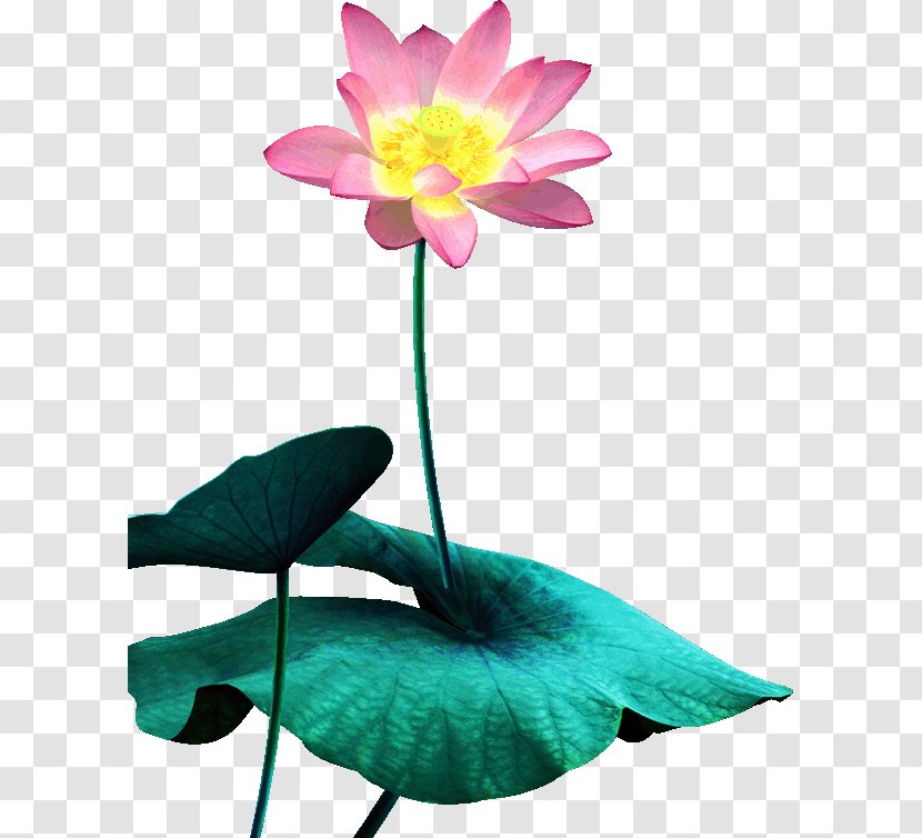 Nelumbo Nucifera Download - Sacred Lotus Transparent PNG