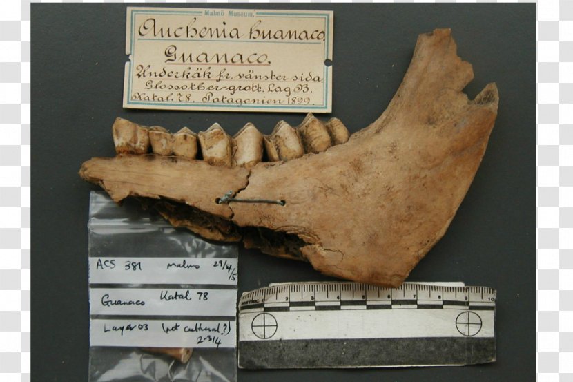 Megafauna Sloth Ice Age Machairodontinae Mammoth - Jaw - Name Transparent PNG