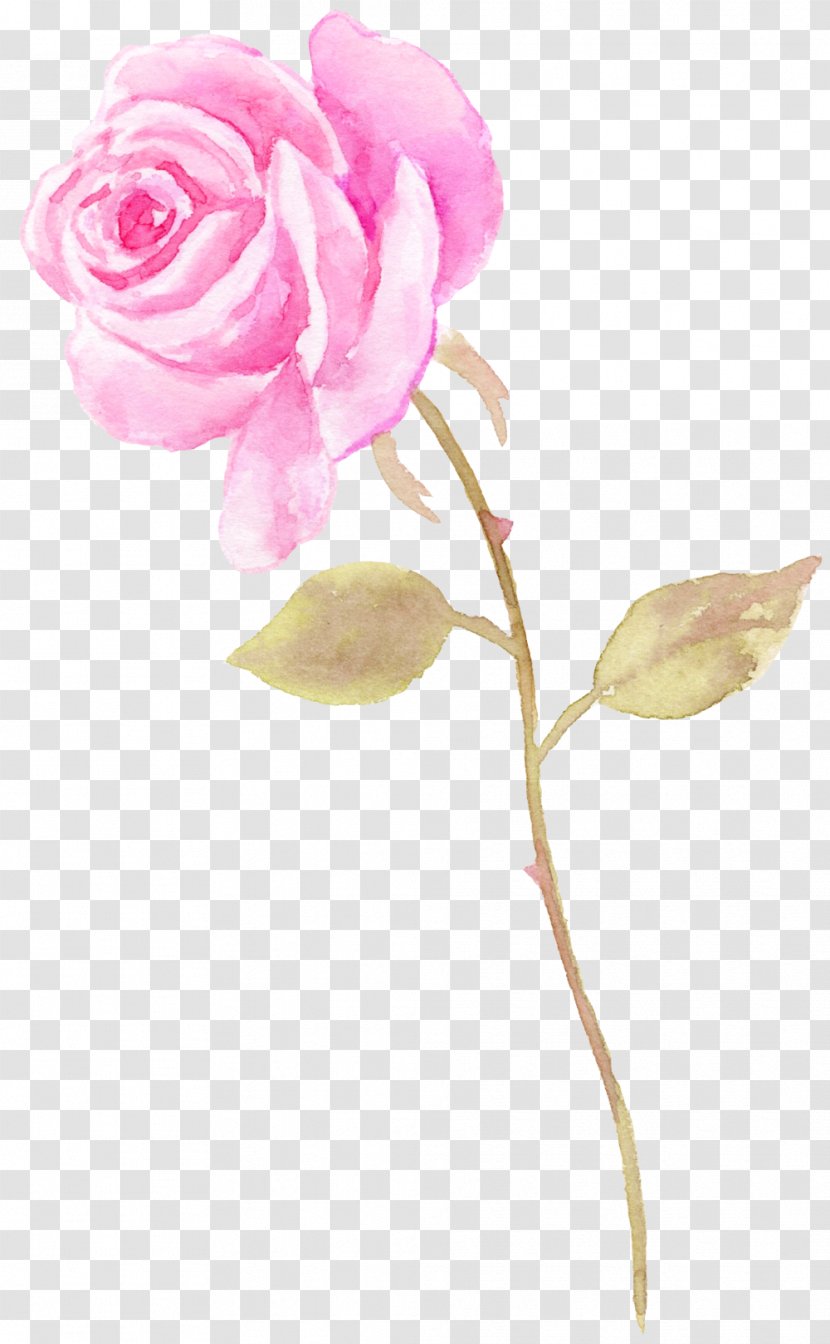 Garden Roses Watercolor Painting Flower - Designer - Flowers Transparent PNG
