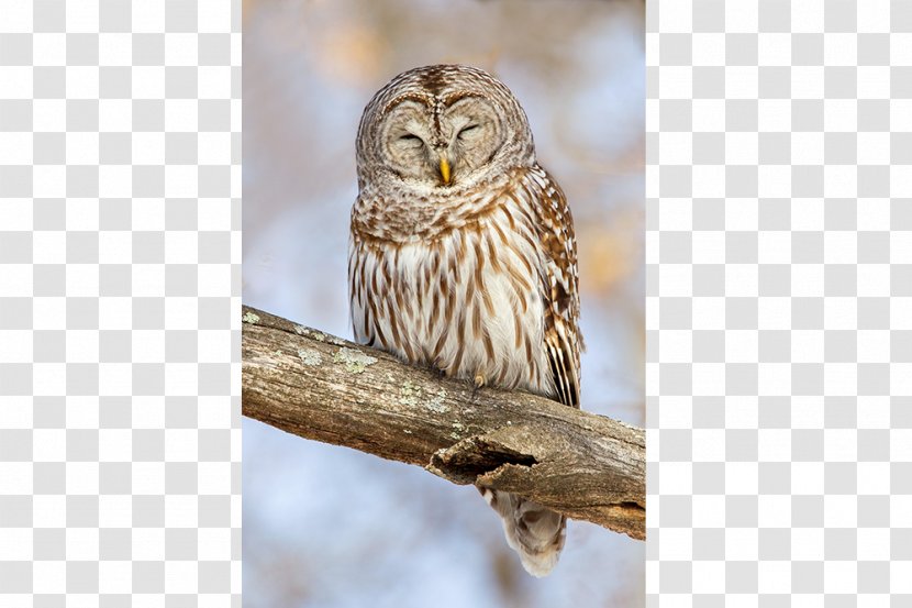 Great Horned Owl Bird Barred Beak - Jemima Puddle Duck Transparent PNG