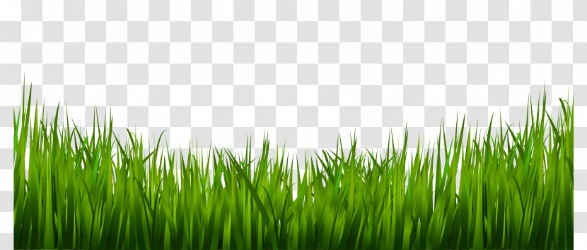 A Clip Art - Grass Family - Green Transparent PNG