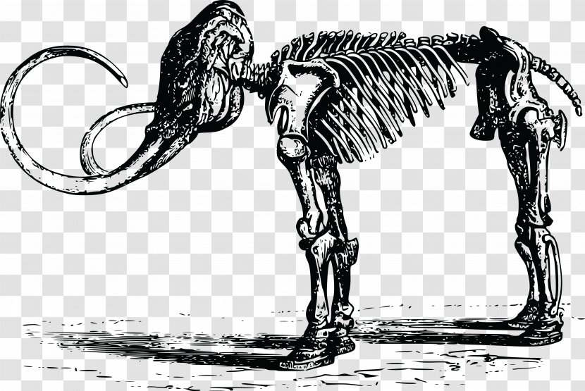Woolly Mammoth Steppe Quaternary Extinction Event Clip Art - Mane - Skeleton Transparent PNG