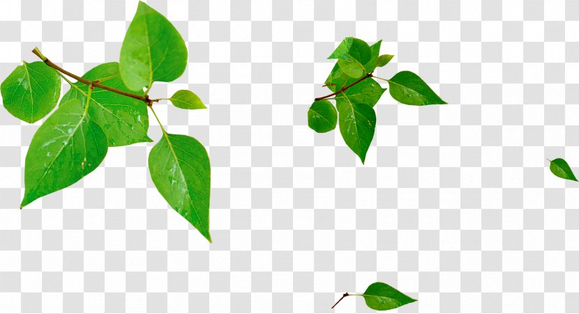 Green Leaf Download - Plant - Leaves Sun Transparent PNG