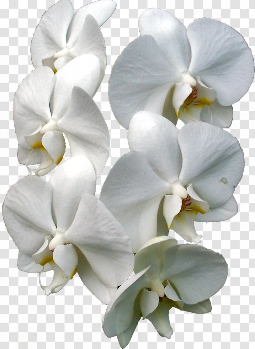 Moth Orchids Cut Flowers Plant - Spring Transparent PNG