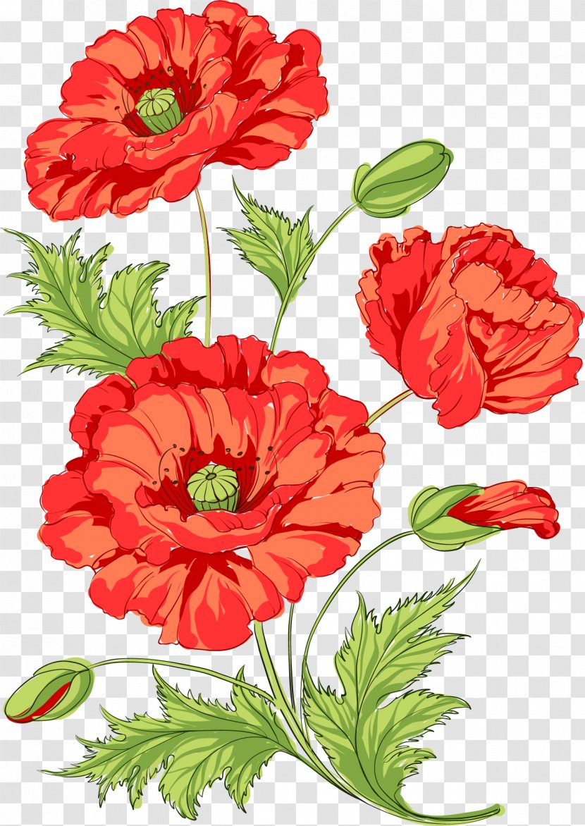 Poppy Flowers Common Opium - Family - Watermelon Red Chamomile Transparent PNG