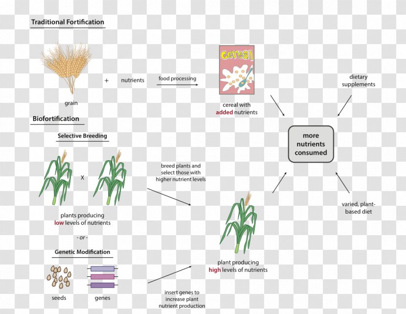 Biofortification Golden Rice Plant Breeding Selective - Staple Food - High Nutritional Value Transparent PNG