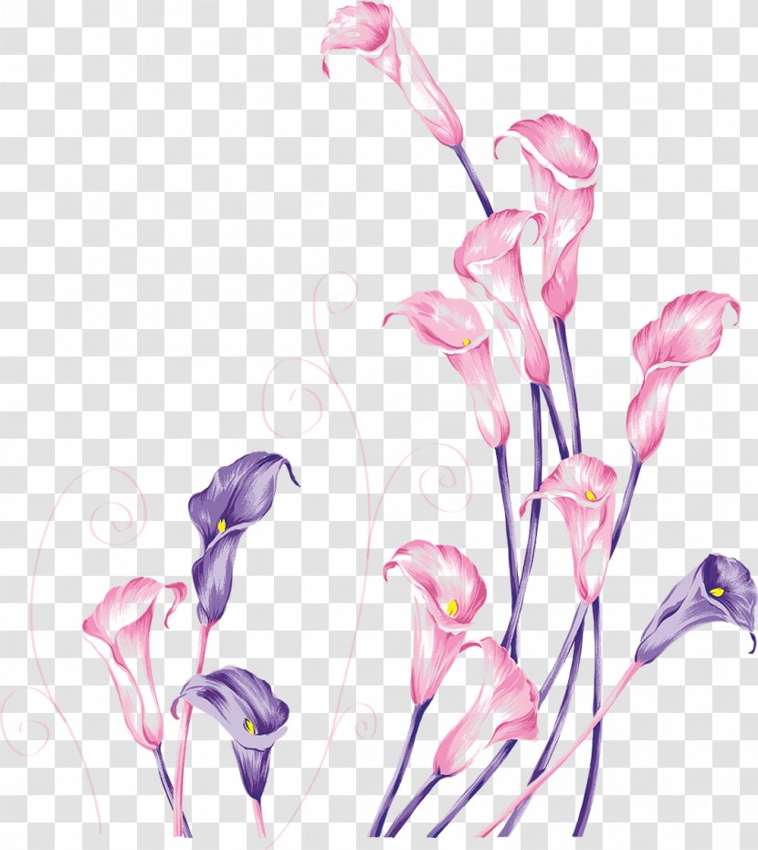 Arum-lily Flower Lilium - Spring - Callalily Transparent PNG