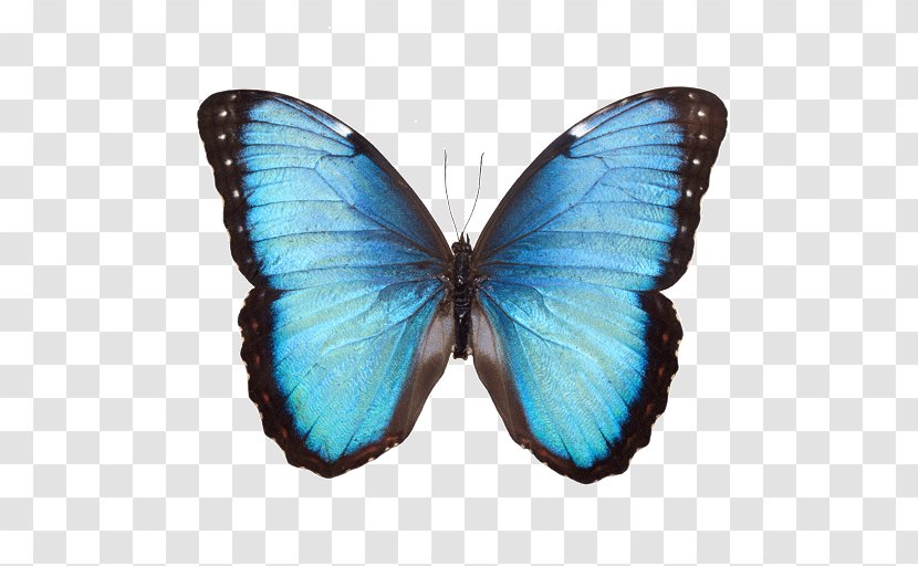 Butterfly Common Blue Morpho Stock Photography White - Moths And Butterflies Transparent PNG