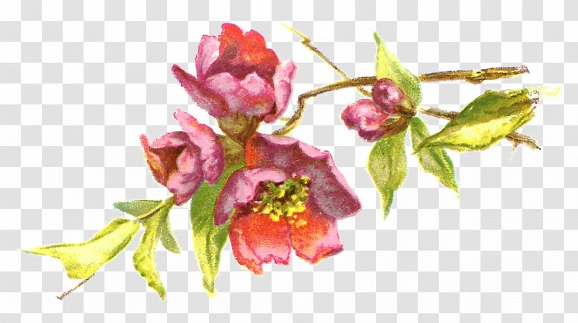 Flower Pink Clip Art - Branch - Burgundy Transparent PNG