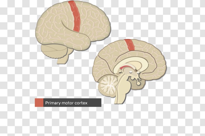 Primary Somatosensory Cortex Cerebral Gyrus Parietal Lobe - Flower - Brain Transparent PNG