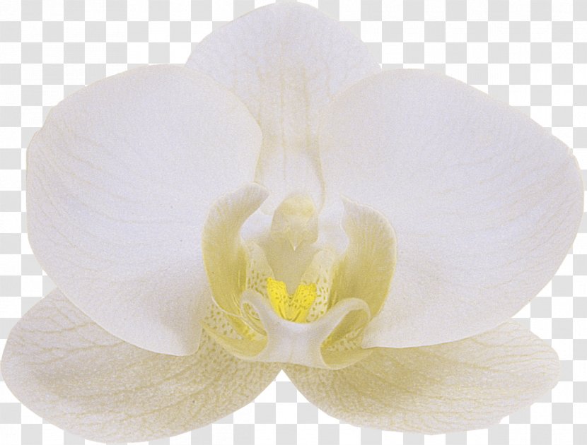 Orchids Floren Flower Phalaenopsis Aphrodite White - Orchid Transparent PNG