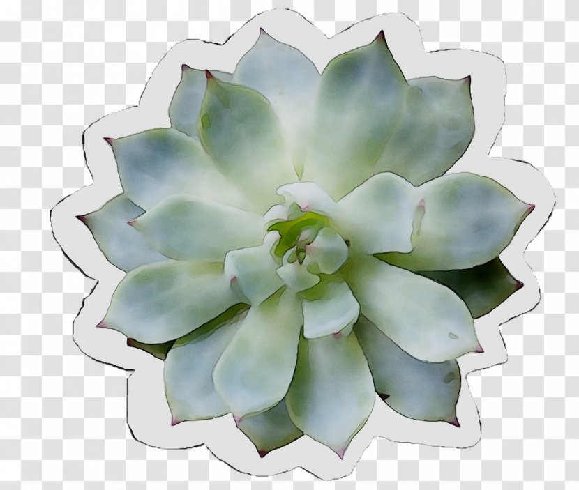 Flower - Flowering Plant - Saxifragales Transparent PNG