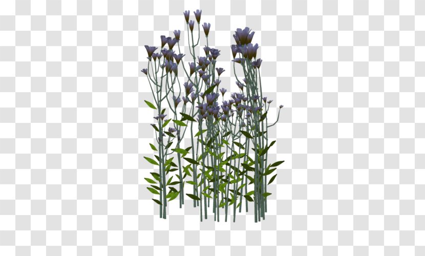 English Lavender Twig Plant Stem Flowerpot - Flora Transparent PNG
