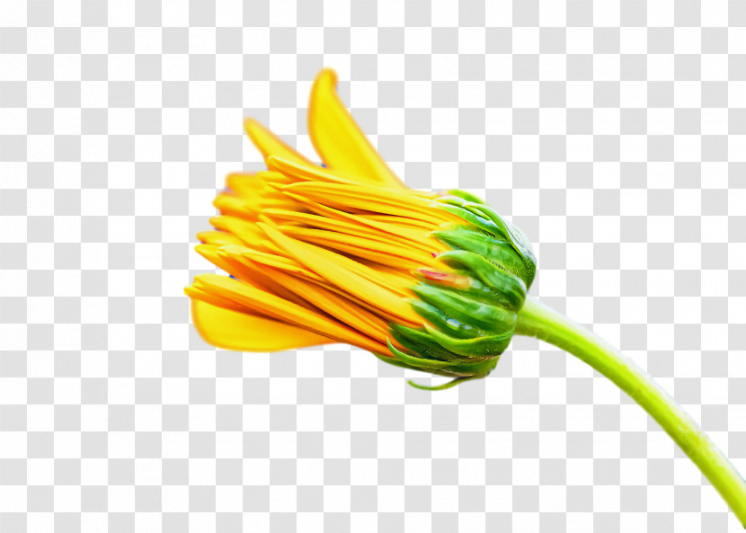 Vegetable Yellow Flower Transparent PNG