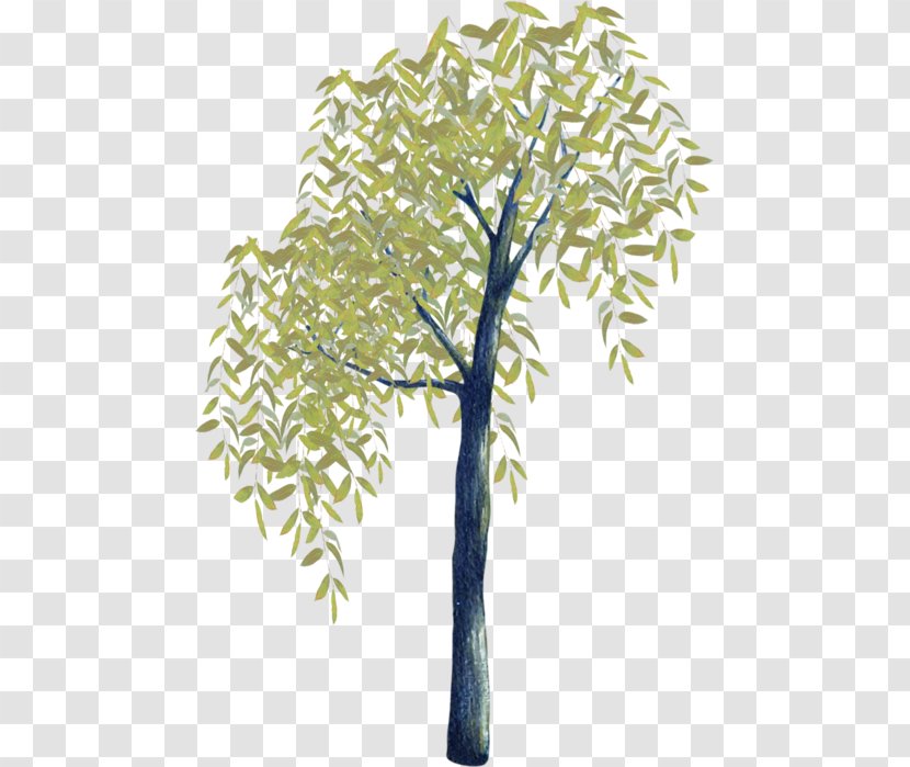 Twig Branch Plant Stem Tree Time Transparent PNG