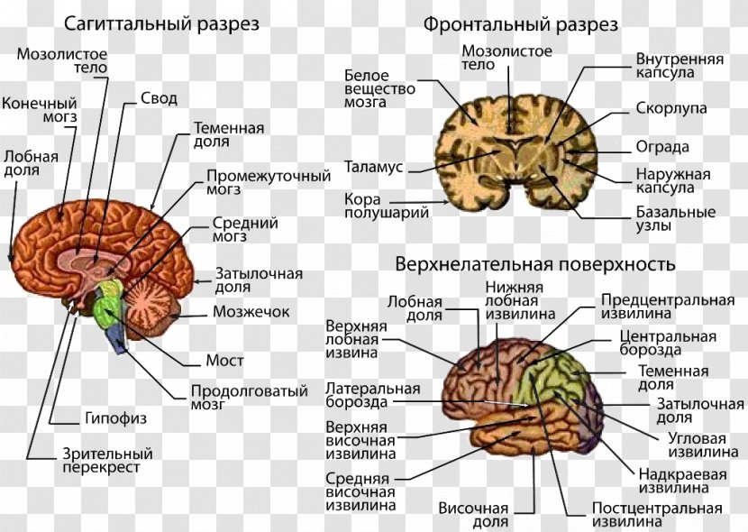 Human Brain Central Nervous System Cerebral Cortex - Cartoon Transparent PNG