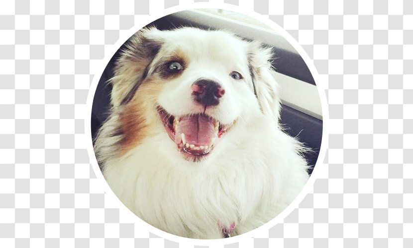 Dog Breed Australian Shepherd Puppy Companion Animal Rescue Group - Northern California Family Transparent PNG