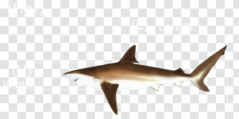 Requiem Sharks Fauna Marine Biology - Australian Rules Transparent PNG