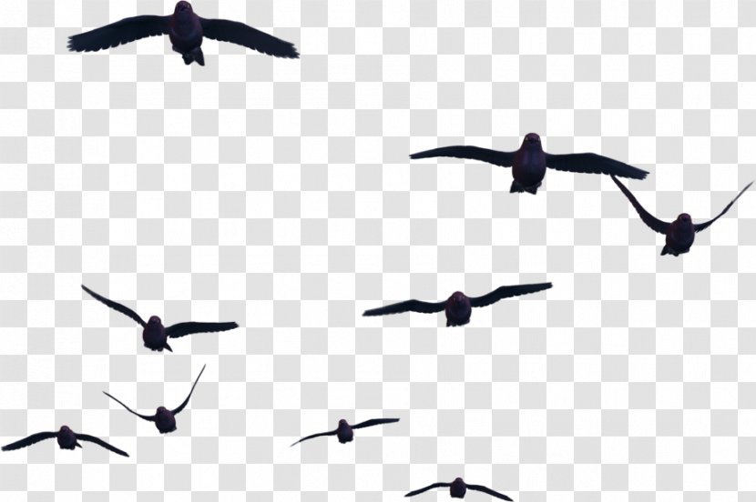 Bird Flight Clip Art - Web Browser Transparent PNG