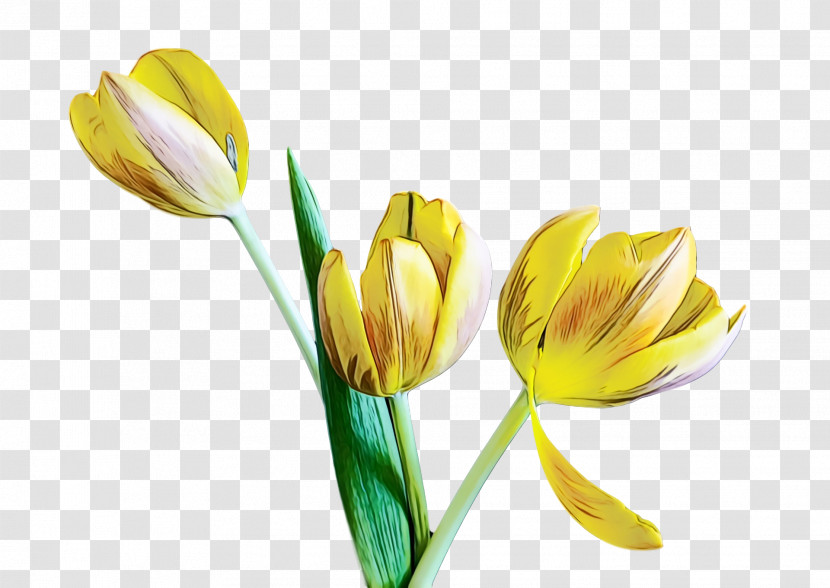 Flower Yellow Petal Cut Flowers Plant Transparent PNG