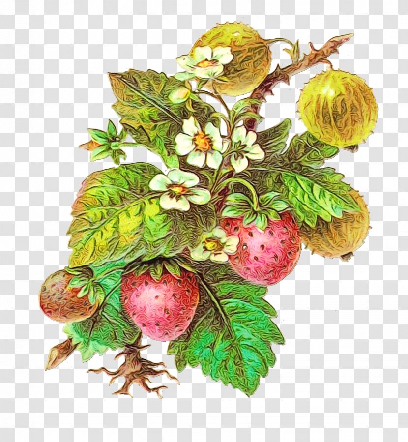 Plant Flower Fruit Berry Tree - Flowering - Rubus Bouquet Transparent PNG