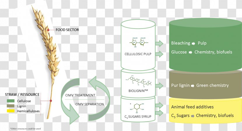 Brand Product Design Grasses - Grass Family - Fossil Fuel Transparent PNG