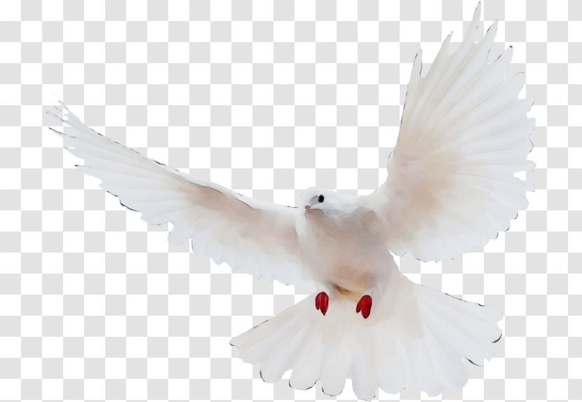 Typical Pigeons Columbidae Taraclia Magic Transparent PNG