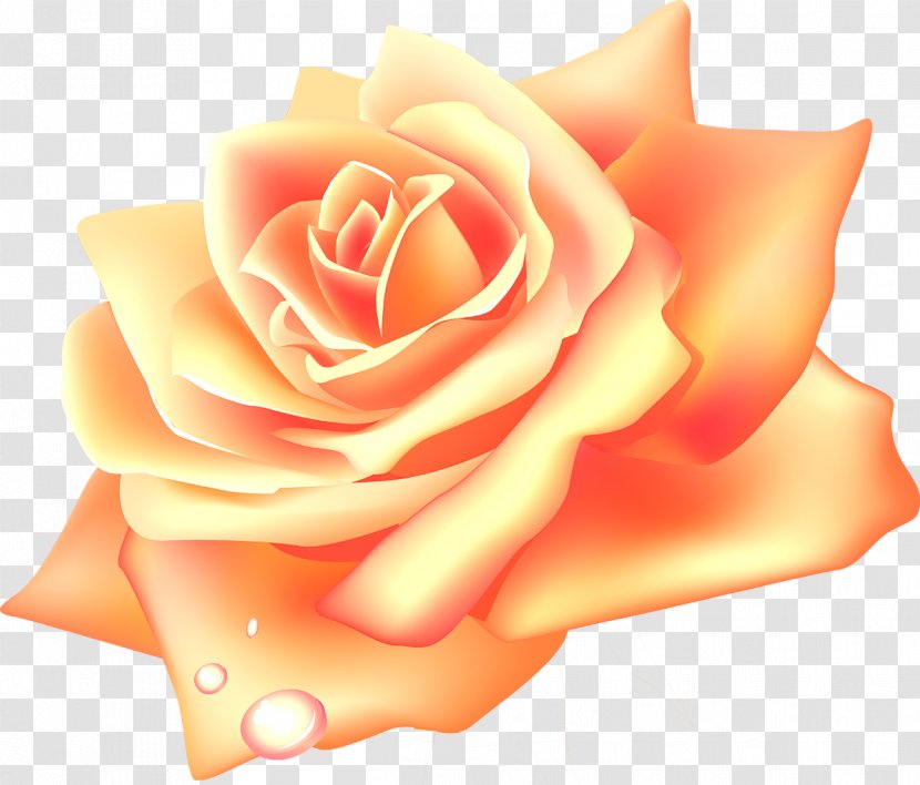 Yellow Rose - Pink - Garden Roses Transparent PNG