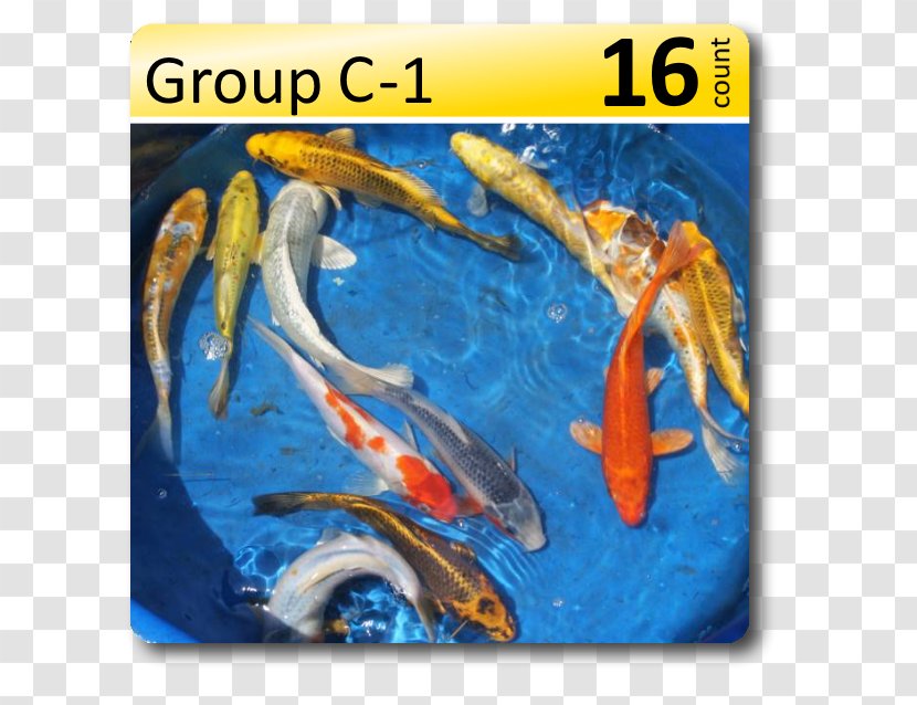 Koi Marine Biology Fauna Fish - Butterfly Goldfish Transparent PNG