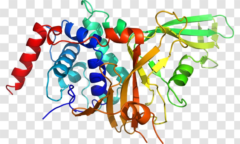 Tropomyosin Receptor Kinase B Neurotrophin Neurotrophic Factors Trk A - Organism - Brainderived Factor Transparent PNG