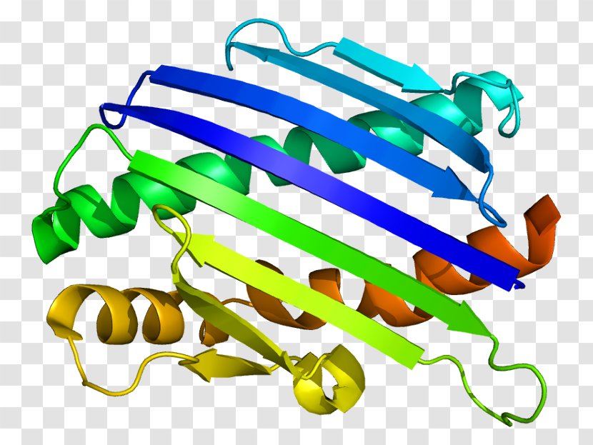 Endothelial Protein C Receptor Structure - Silhouette - Watercolor Transparent PNG