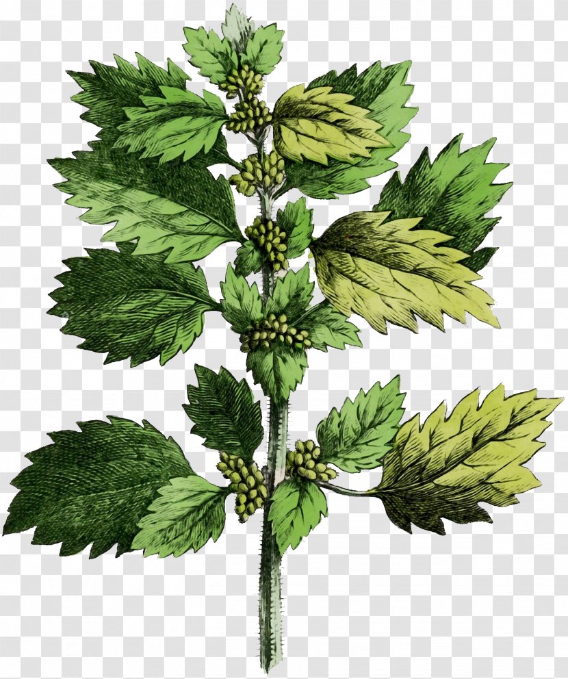 Common Nettle Plants Small Dioecy Lycopodiales - Puzzlegrass - Lemon Balm White Horehound Transparent PNG