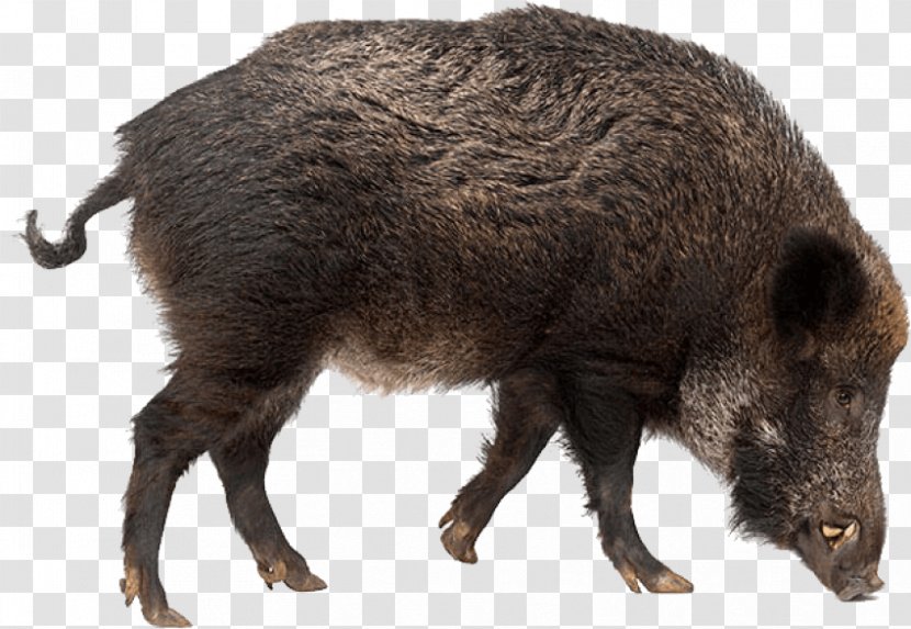 Wild Boar Stock Photography - Fur - Pig Like Mammal Transparent PNG