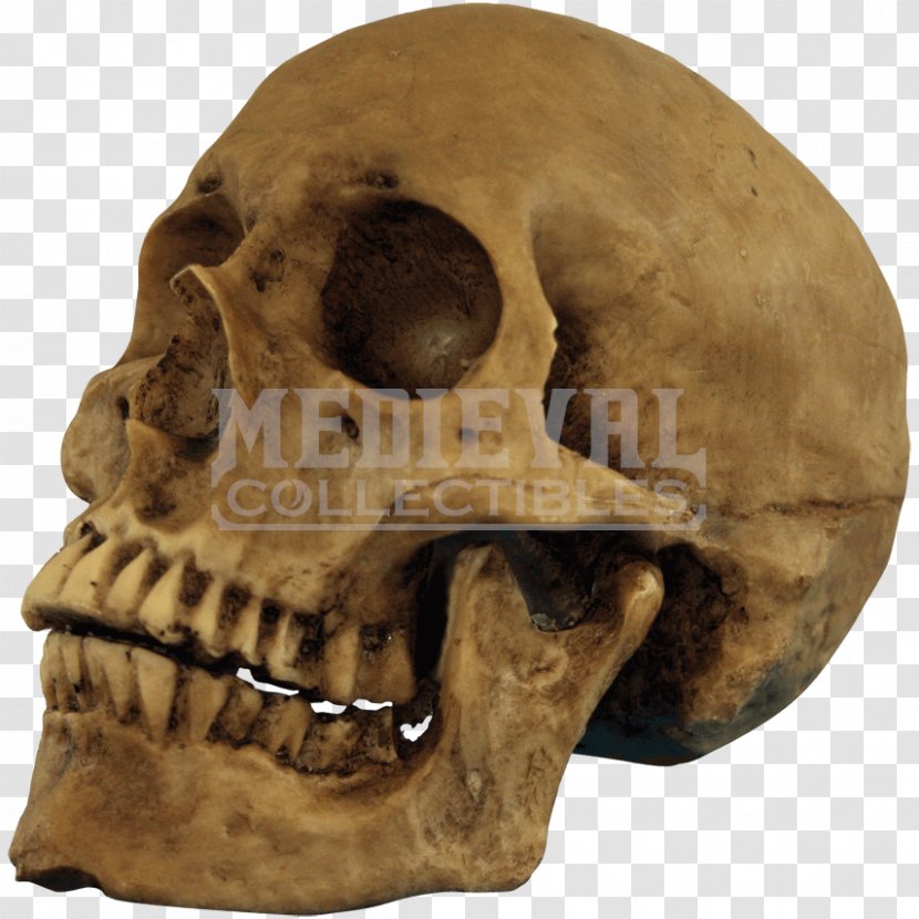 Skull Human Skeleton Transparent PNG