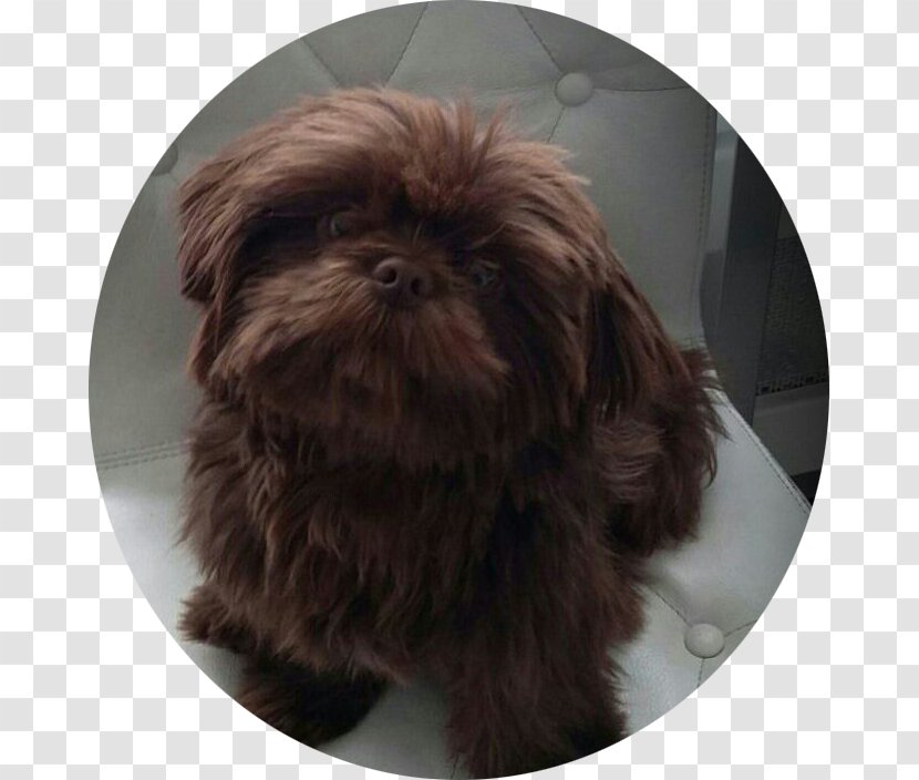 Shih Tzu Affenpinscher Chinese Imperial Dog Bolonka Lhasa Apso - Breed - Puppy Transparent PNG