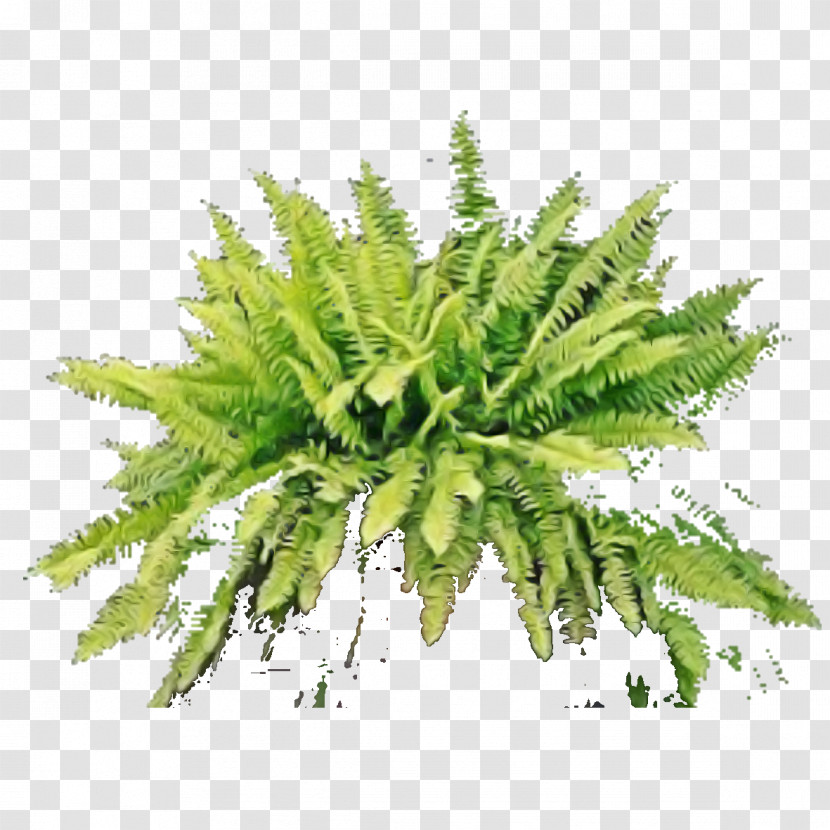 Fern Transparent PNG