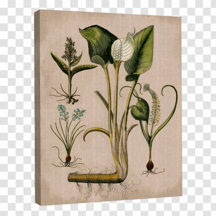 Flower Leaf Plant Stem Pollinator - Art - Lily Of The Valley Transparent PNG