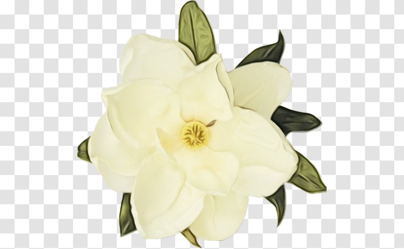 Flower White Petal Plant Gardenia - Magnolia - Cut Flowers Mock Orange Transparent PNG