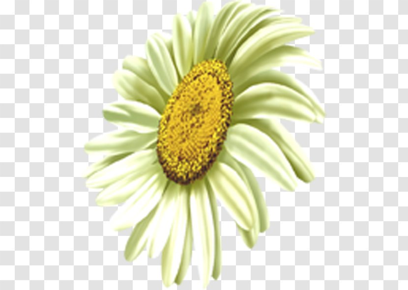 Common Daisy Oxeye Transvaal Chrysanthemum Sunflower - Petal Transparent PNG