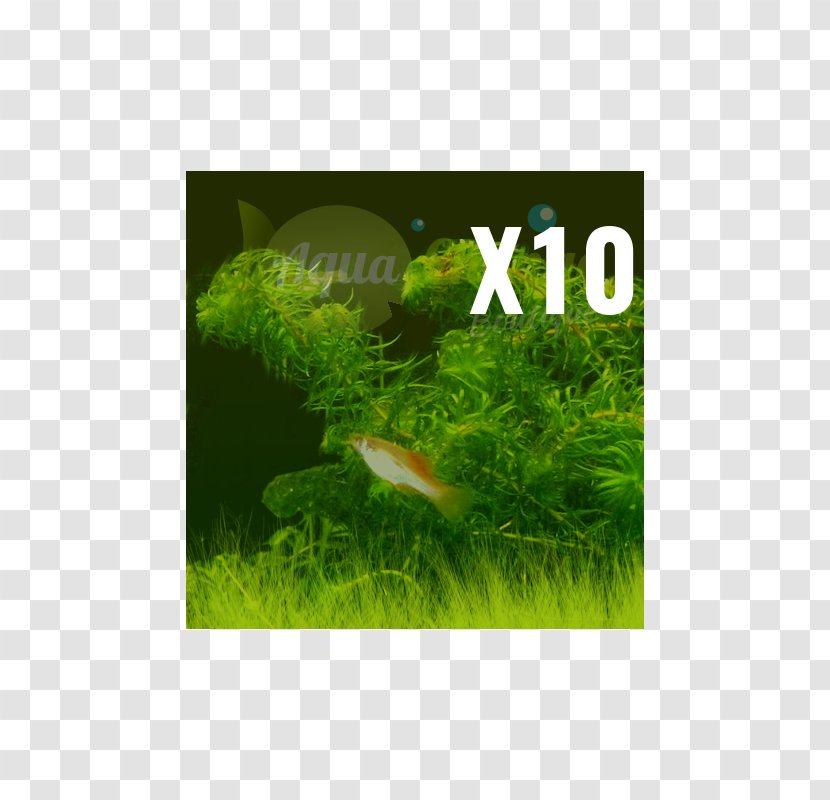 Aquariums Ecosystem Aquatic Plants Non-vascular Plant - Aquarium - Organism Transparent PNG