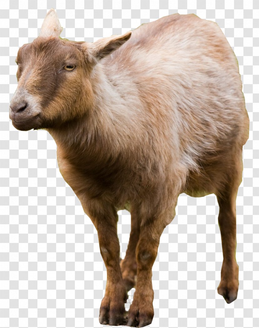 Goat Cattle Mammal - Fur Transparent PNG