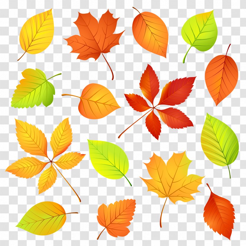 Autumn Leaf Color Watercolor Painting - Plant - Leaves Transparent PNG